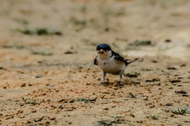 Foto close-up van een vogel op het veld