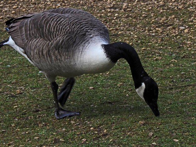 Foto close-up van een vogel op het veld