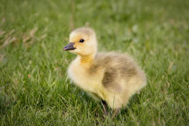 Close-up van een vogel op het veld