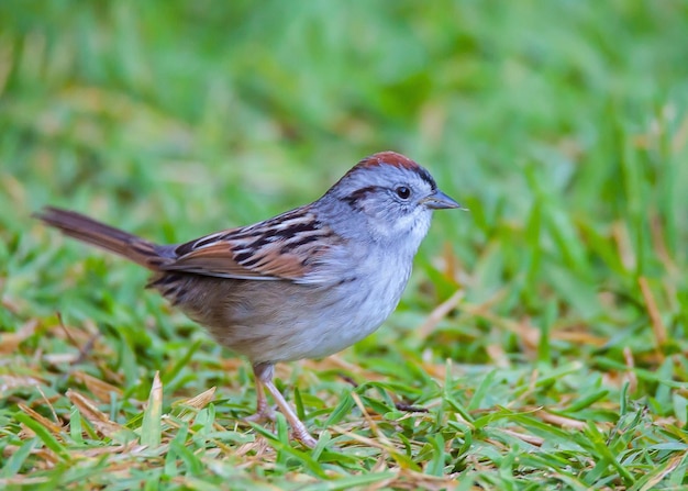 Foto close-up van een vogel op het veld