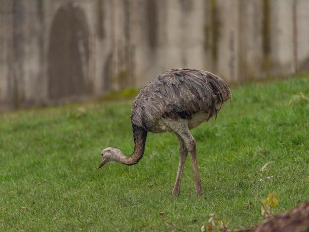 Foto close-up van een vogel op het veld