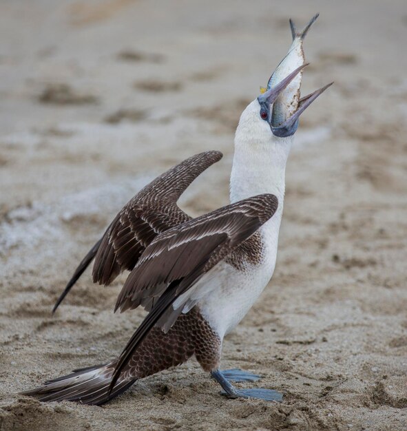 Foto close-up van een vogel op het zand