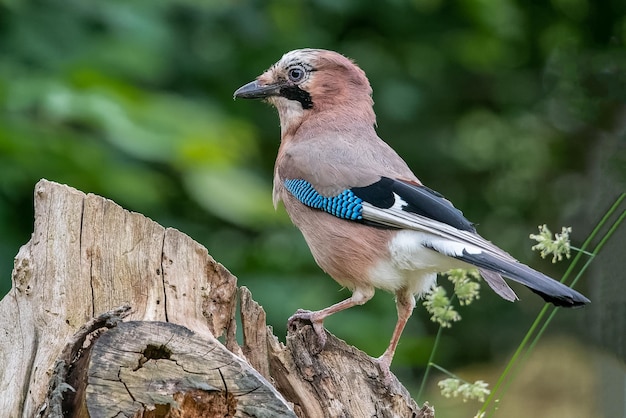 Close-up van een vogel op hout