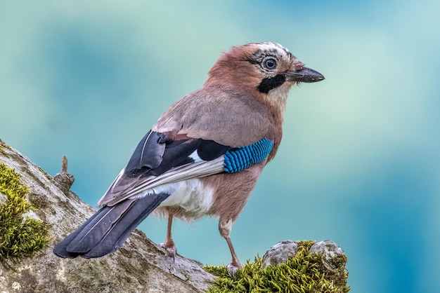 Close-up van een vogel op hout