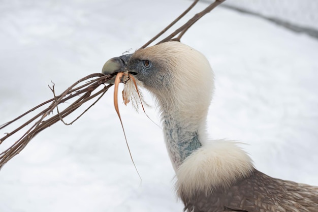 Foto close-up van een vogel op sneeuw