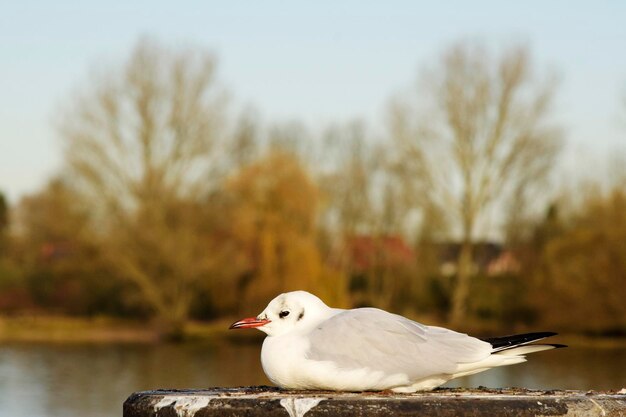 Close-up van een vogel tegen de lucht