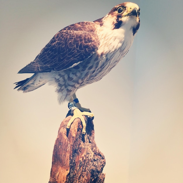 Close-up van een vogel tegen de lucht
