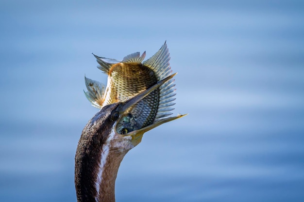 Foto close-up van een vogel tegen de lucht