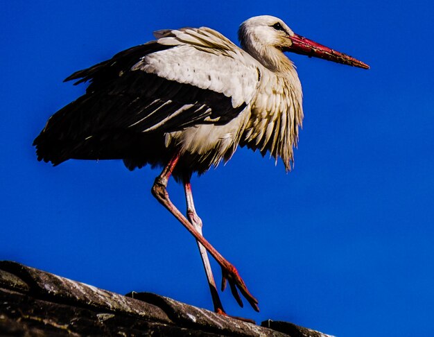 Foto close-up van een vogel tegen een heldere blauwe lucht