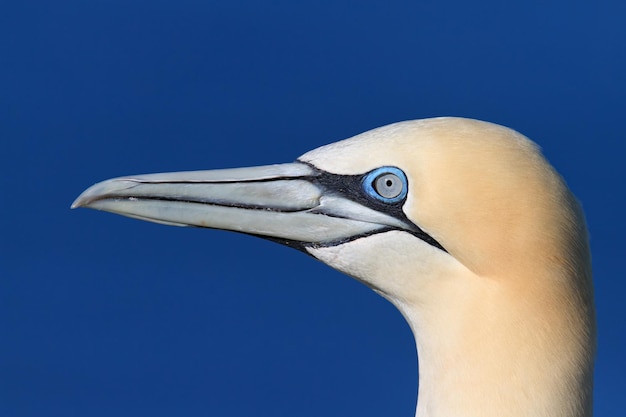 Close-up van een vogel tegen een heldere blauwe lucht