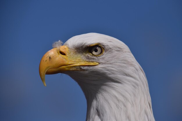 Foto close-up van een vogel tegen een heldere blauwe lucht