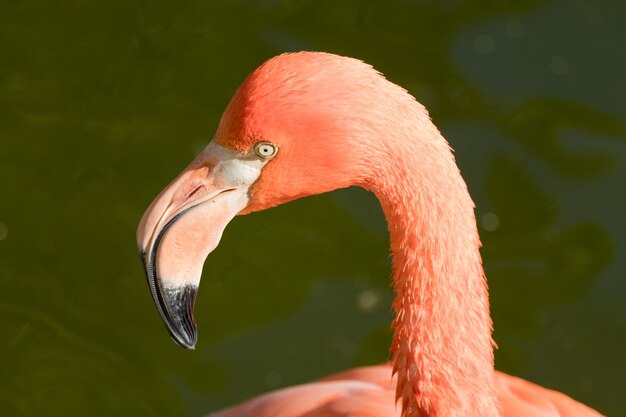 Close-up van een vogel tegen een wazige achtergrond