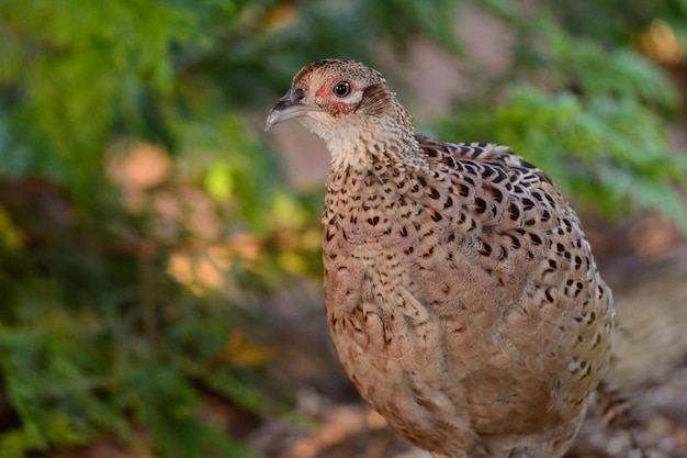 Close-up van een vogel tegen een wazige achtergrond