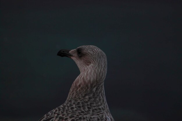 Foto close-up van een vogel tegen een zwarte achtergrond