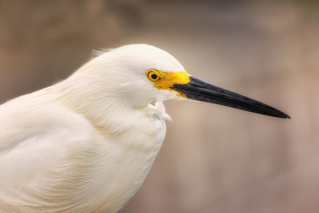 Close-up van een vogel