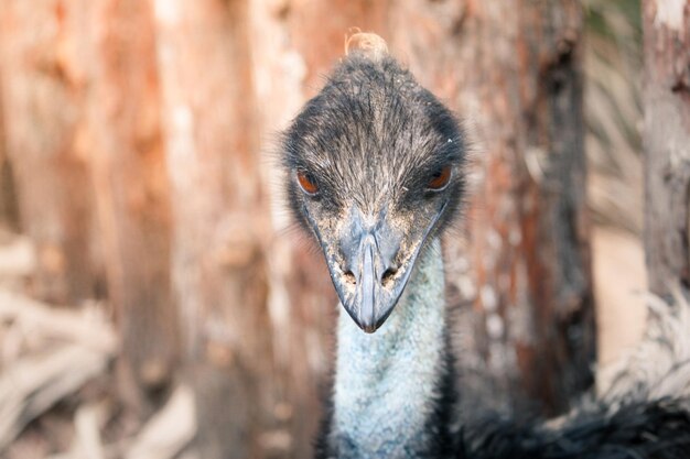 Close-up van een vogel