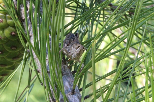 Foto close-up van een vogel