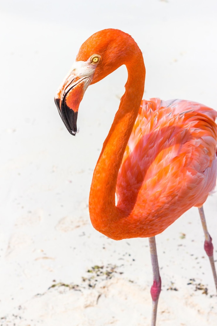 Foto close-up van een vogel