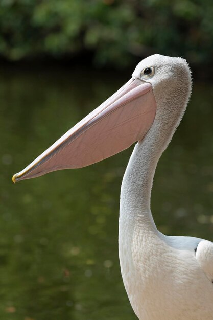 Foto close-up van een vogel