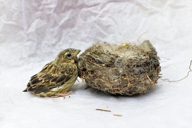 Foto close-up van een vogel