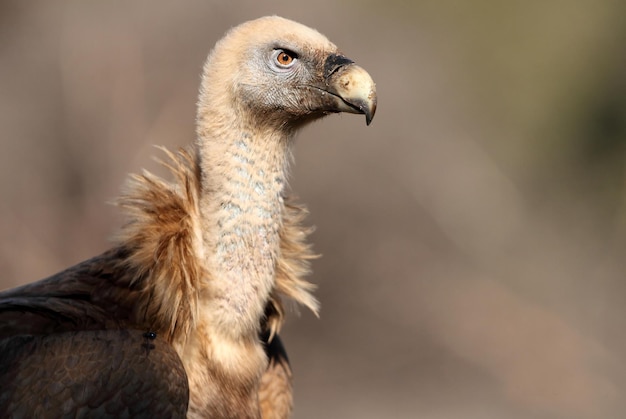 Foto close-up van een vogel