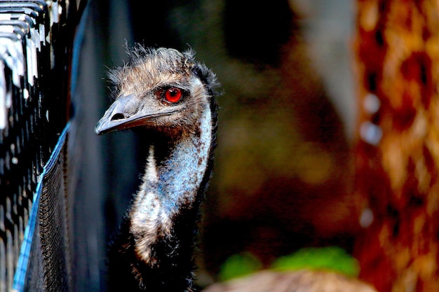 Foto close-up van een vogel