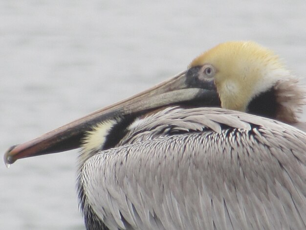 Foto close-up van een vogel