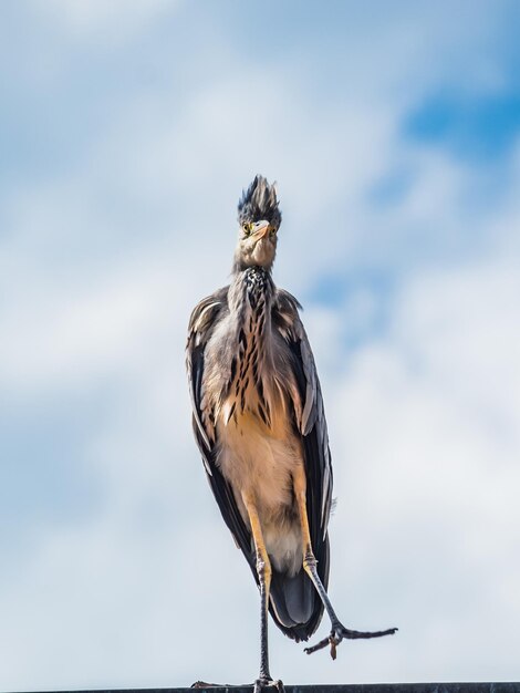 Close-up van een vogel