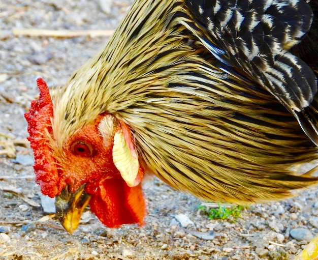 Foto close-up van een vogel