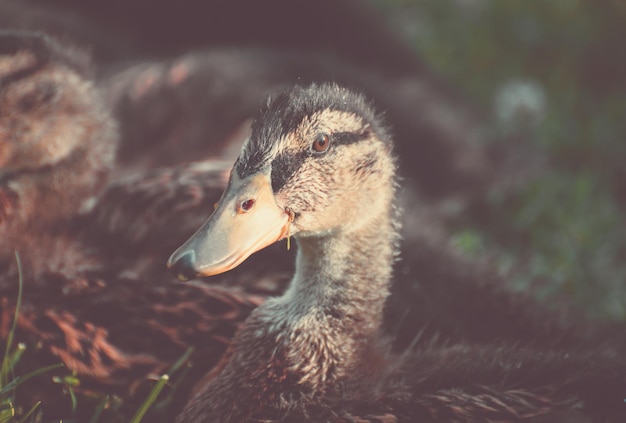 Foto close-up van een vogel