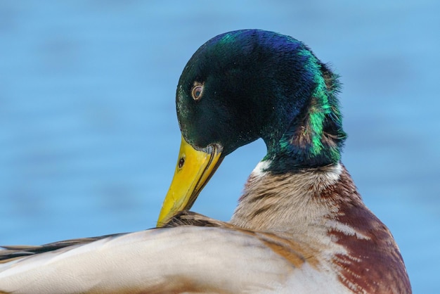 Foto close-up van een vogel