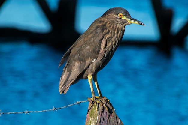 Foto close-up van een vogel