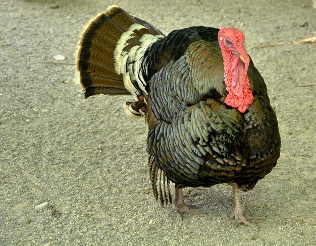 Foto close-up van een vogel