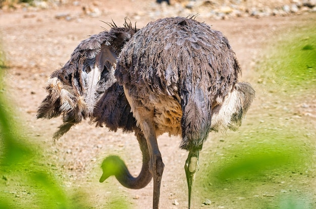 Foto close-up van een vogel