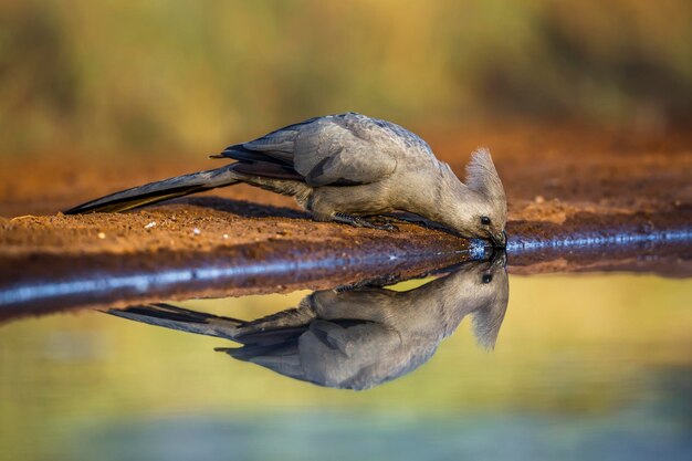 Foto close-up van een vogel