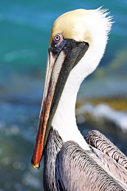 Foto close-up van een vogel