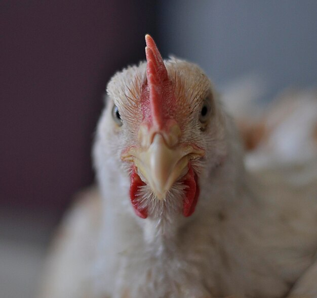 Foto close-up van een vogel