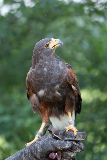 Foto close-up van een vogel