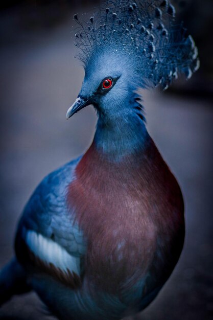 Close-up van een vogel