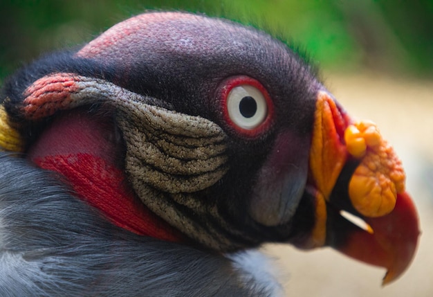 Foto close-up van een vogel