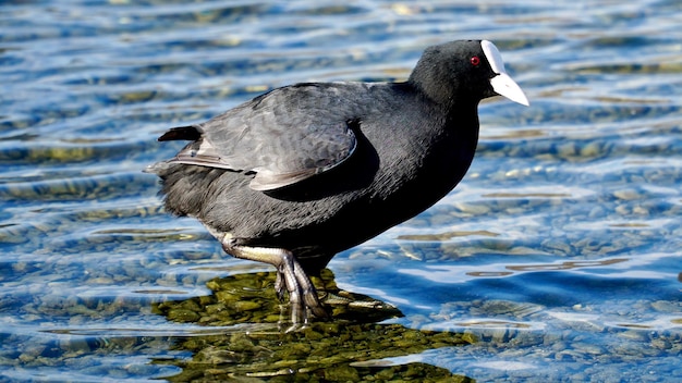 Foto close-up van een vogel