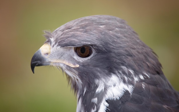 Foto close-up van een vogel