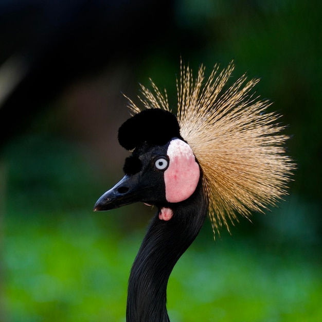 Foto close-up van een vogel