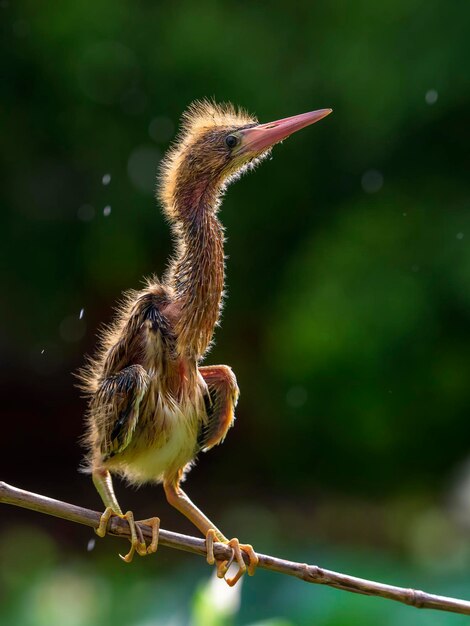 Foto close-up van een vogel