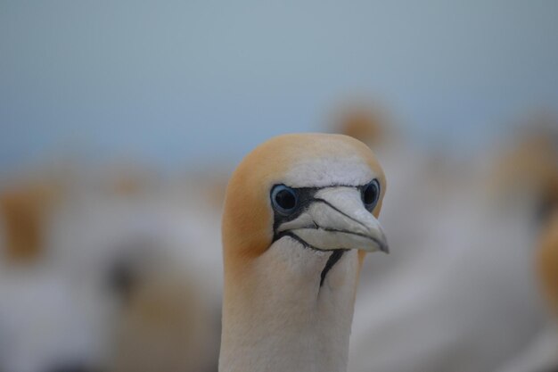 Foto close-up van een vogel