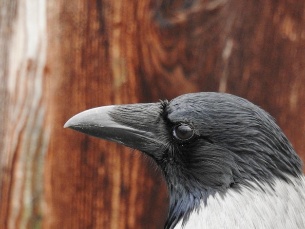 Foto close-up van een vogel