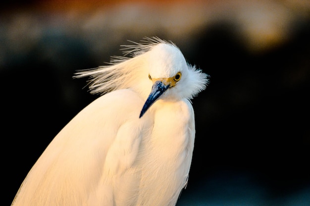 Foto close-up van een vogel