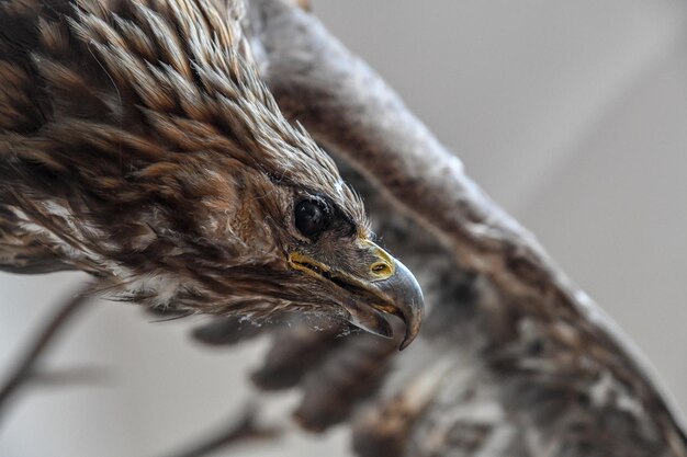 Foto close-up van een vogel