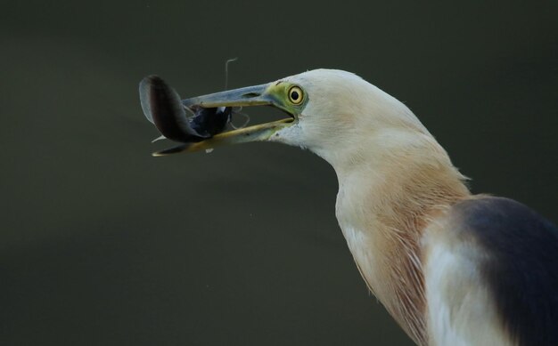 Foto close-up van een vogel