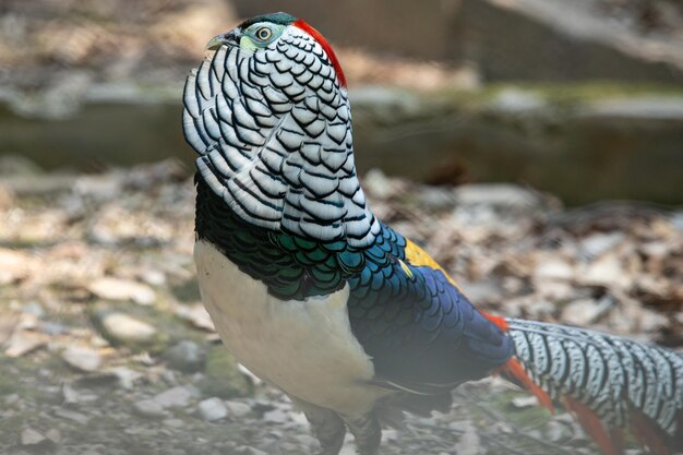 Foto close-up van een vogel